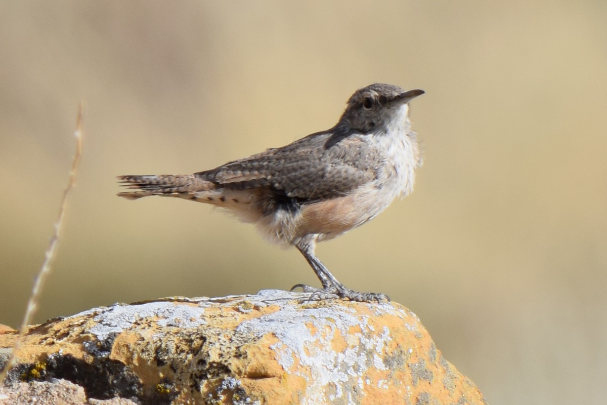 Rock Wren - ML618241540