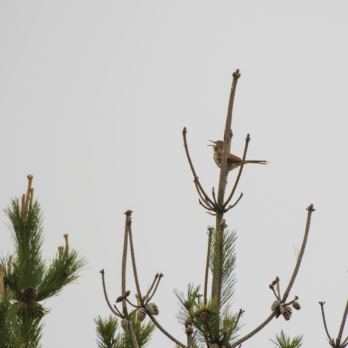 Brown Thrasher - ML618241543