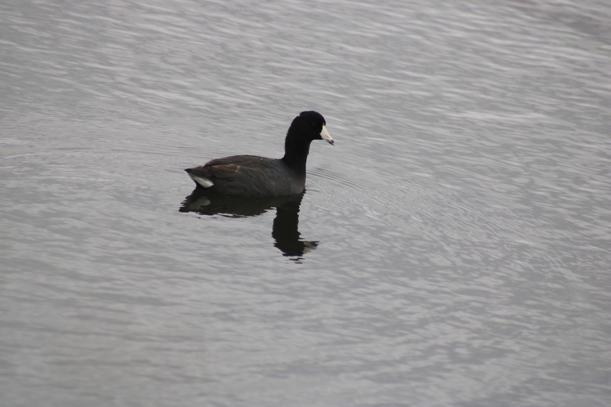 American Coot - Nolan Fisher