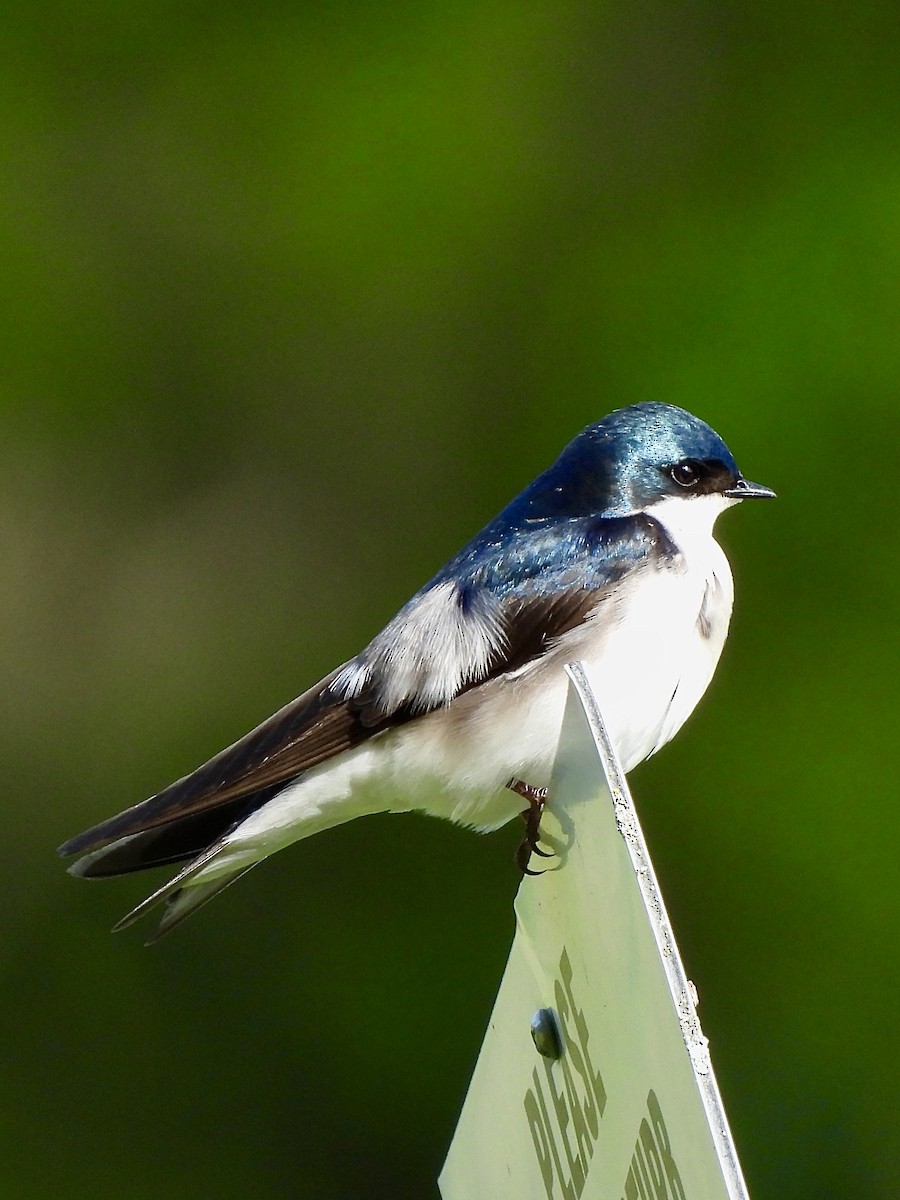 Tree Swallow - ML618241557