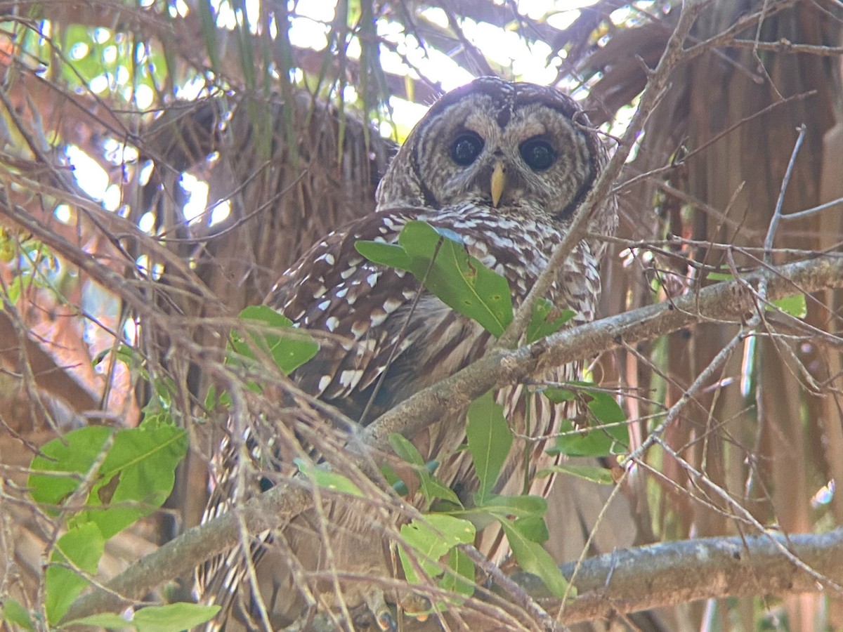 Barred Owl - Luke Merz