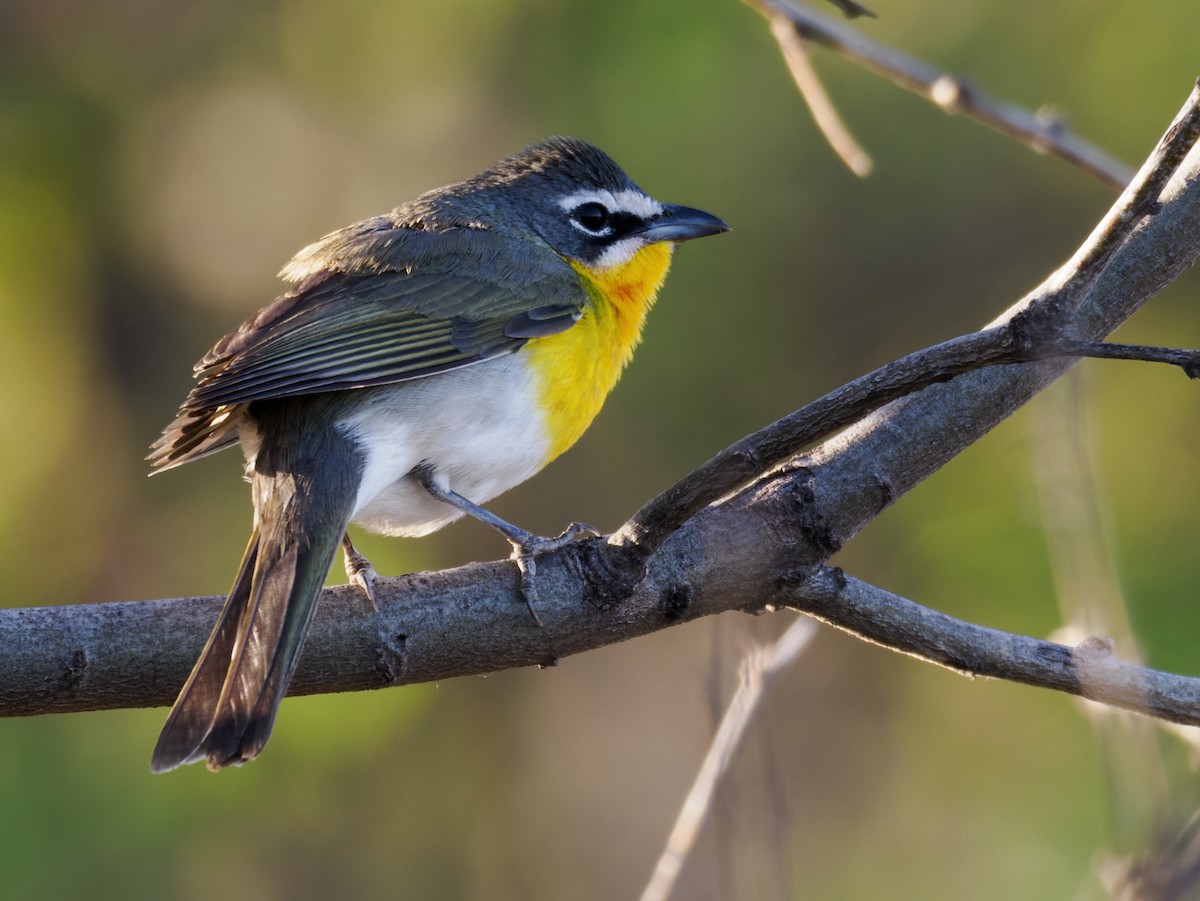 Yellow-breasted Chat - Nick Athanas