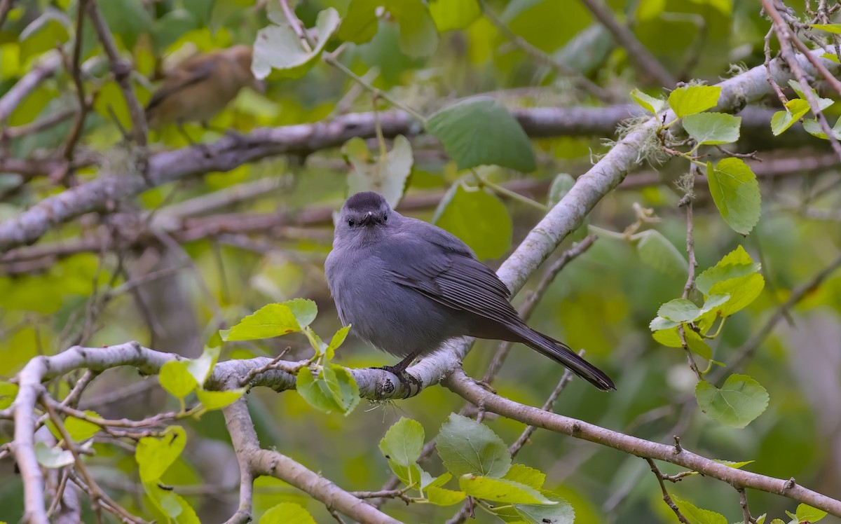 Gray Catbird - Damon Williford