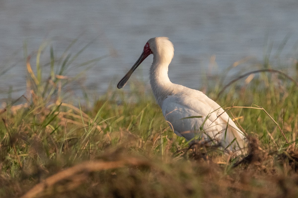 African Spoonbill - Ross Bartholomew