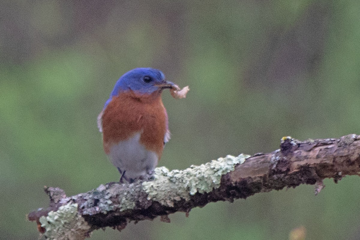 Eastern Bluebird - ML618241592