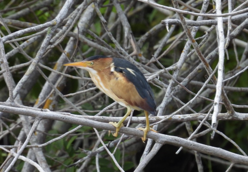 Least Bittern - Denise Rychlik