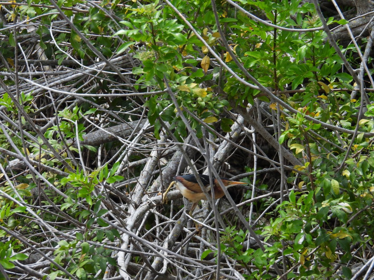 Least Bittern - Denise Rychlik