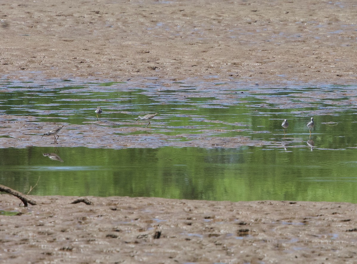 Lesser Yellowlegs - Nathan Farnau