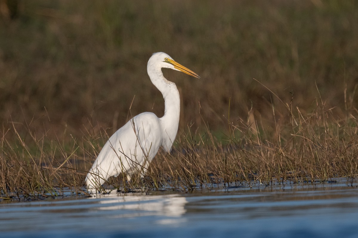 Great Egret - Ross Bartholomew