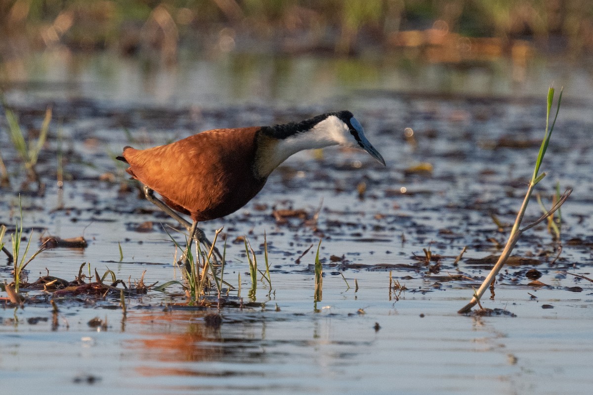 African Jacana - Ross Bartholomew