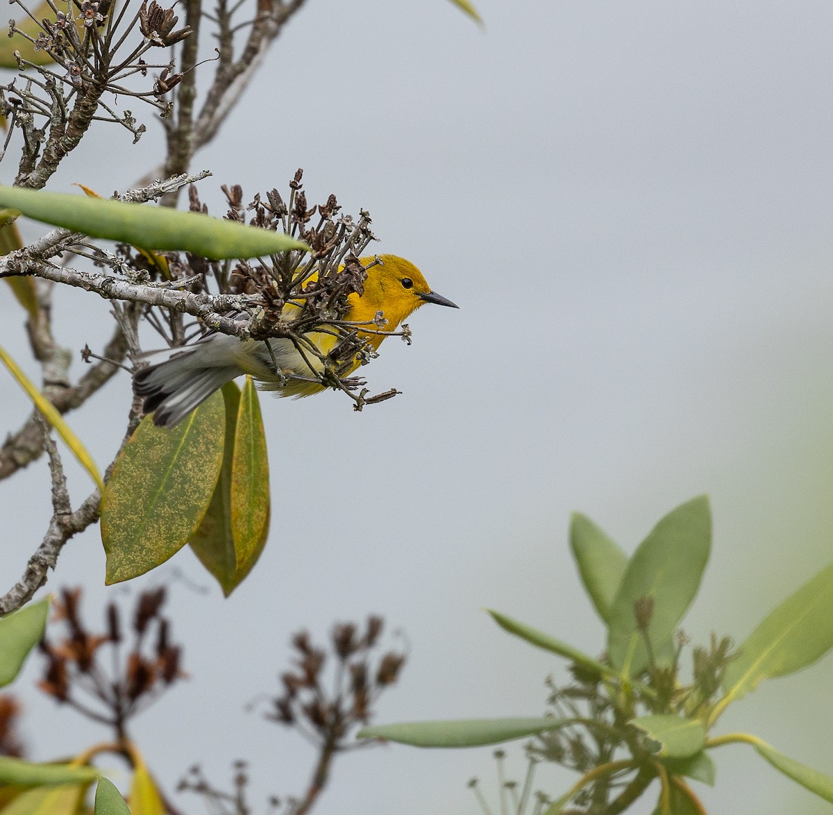 Prothonotary Warbler - Jason Barcus