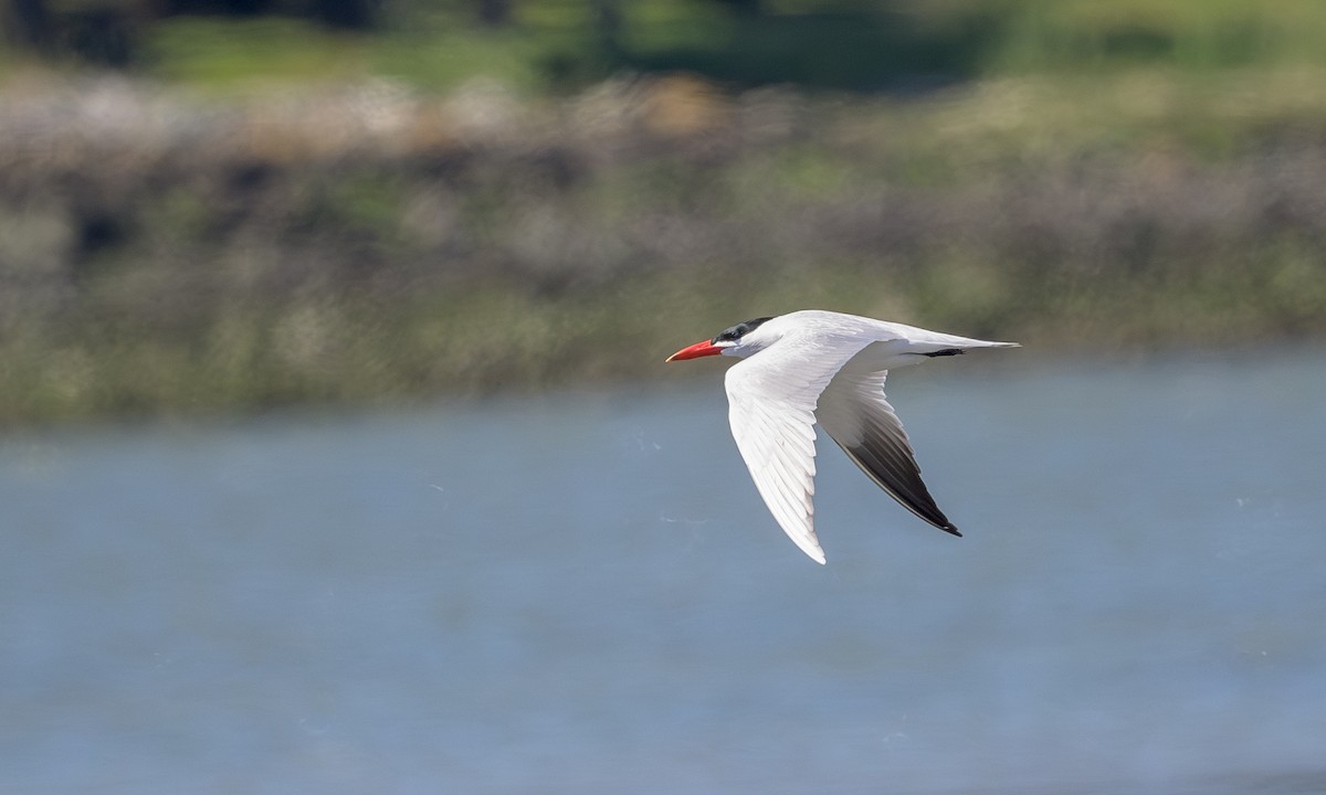 Caspian Tern - Becky Matsubara