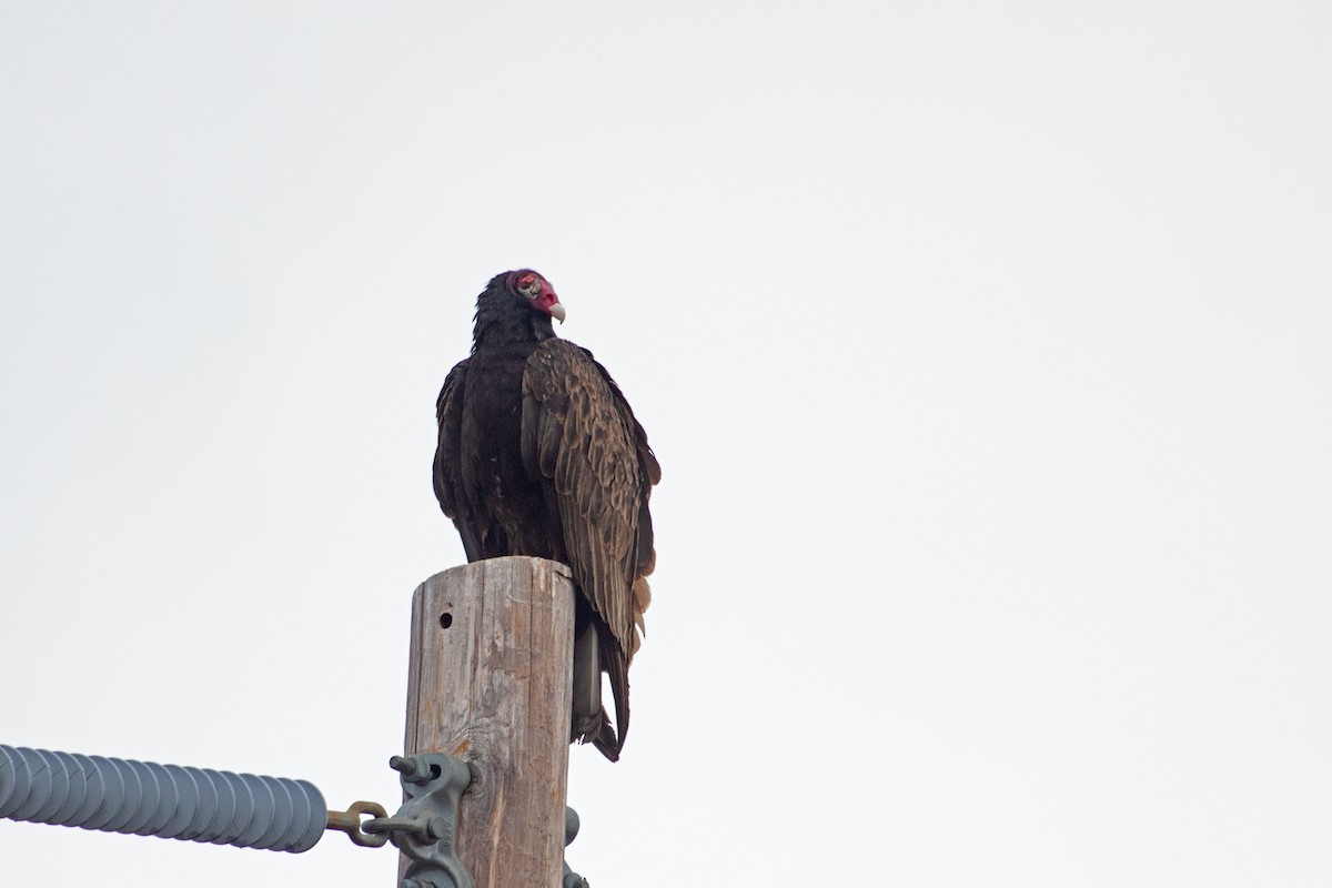 Turkey Vulture - Joel Tilley