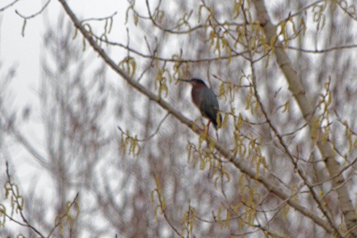 Green Heron - Joel Tilley