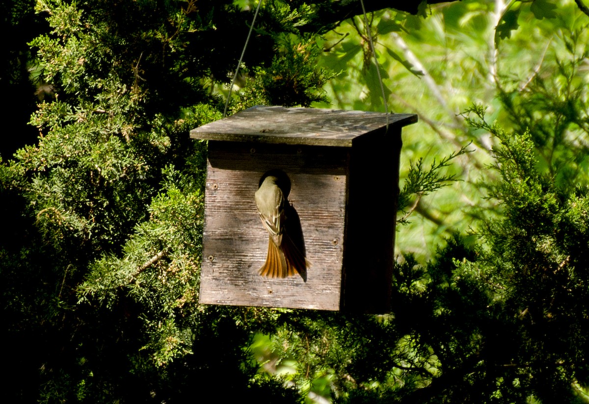 Great Crested Flycatcher - ML618241709