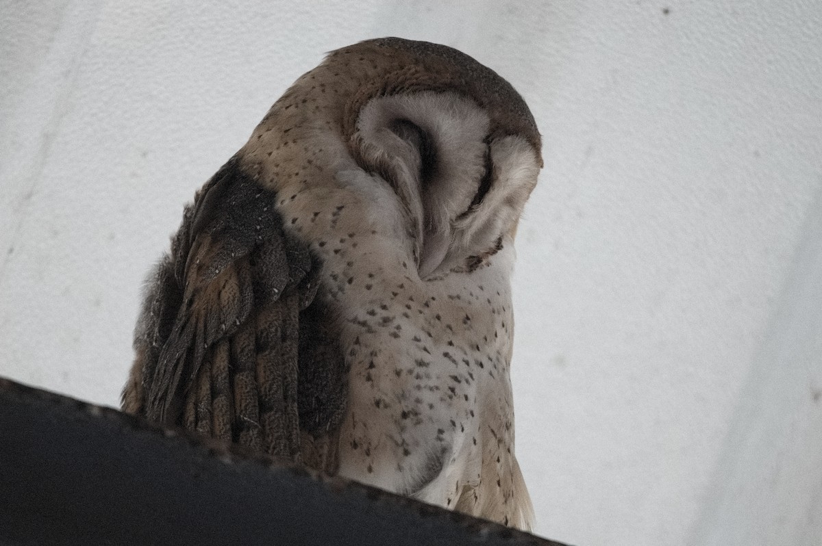 Barn Owl - Kevin Thompson