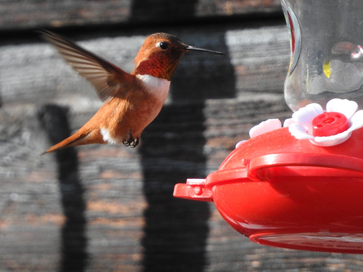 Rufous Hummingbird - Darlene Cancelliere