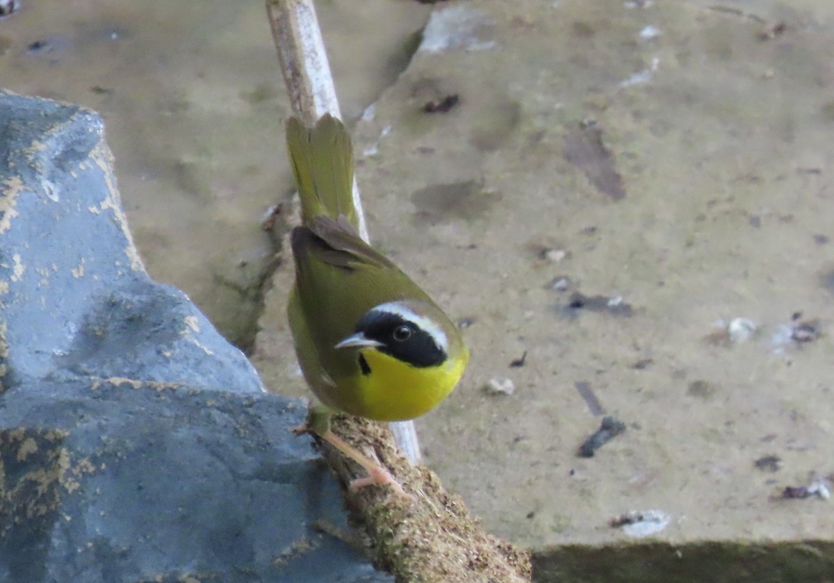 Common Yellowthroat - Darcy Juday