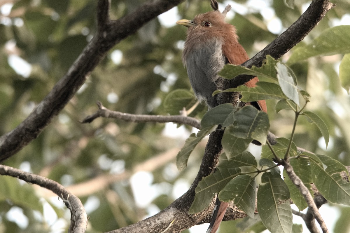 Squirrel Cuckoo - ML618241753