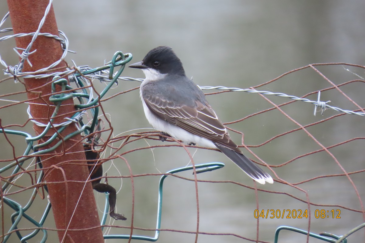 Eastern Kingbird - Cindy & Mike Venus