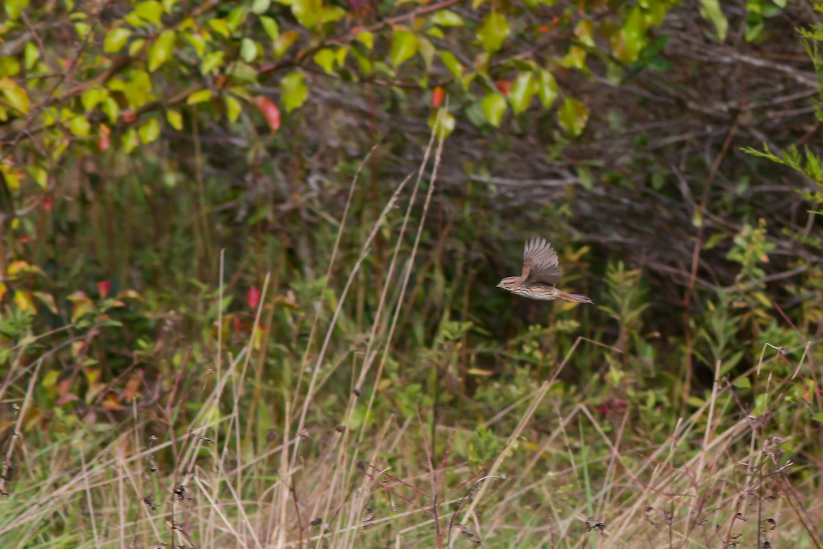 Song Sparrow - Michael O'Brien