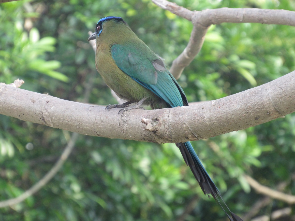 Lesson's Motmot - Erika Calderón Jiménez