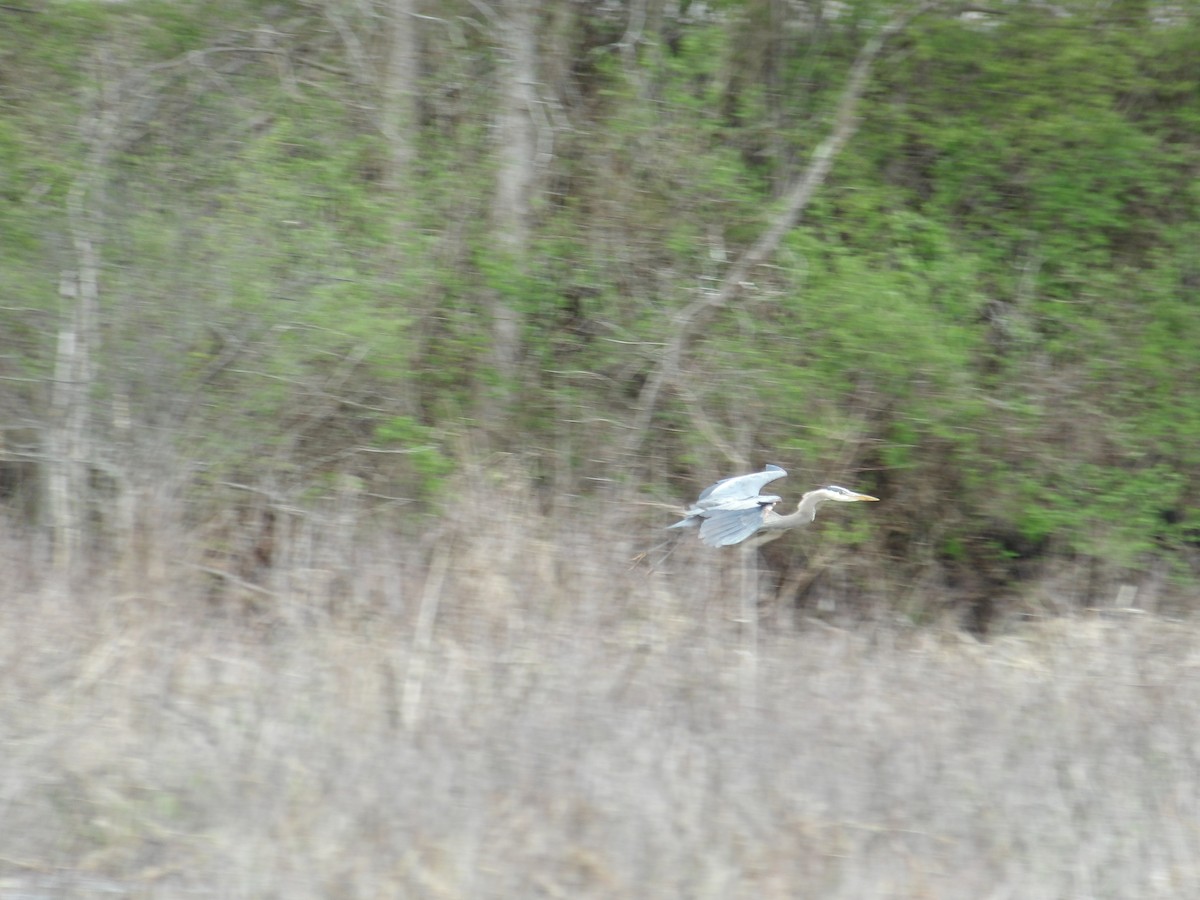 Great Blue Heron (Great Blue) - Kristos Said Kendall