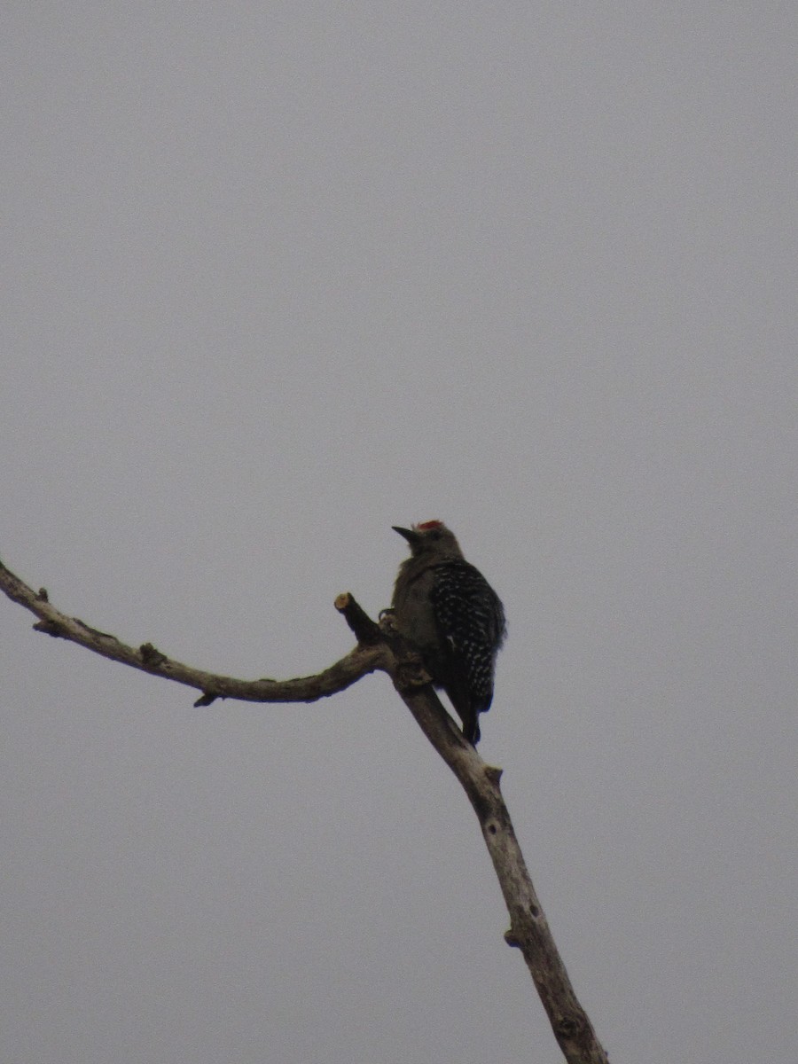 Hoffmann's Woodpecker - Erika Calderón Jiménez