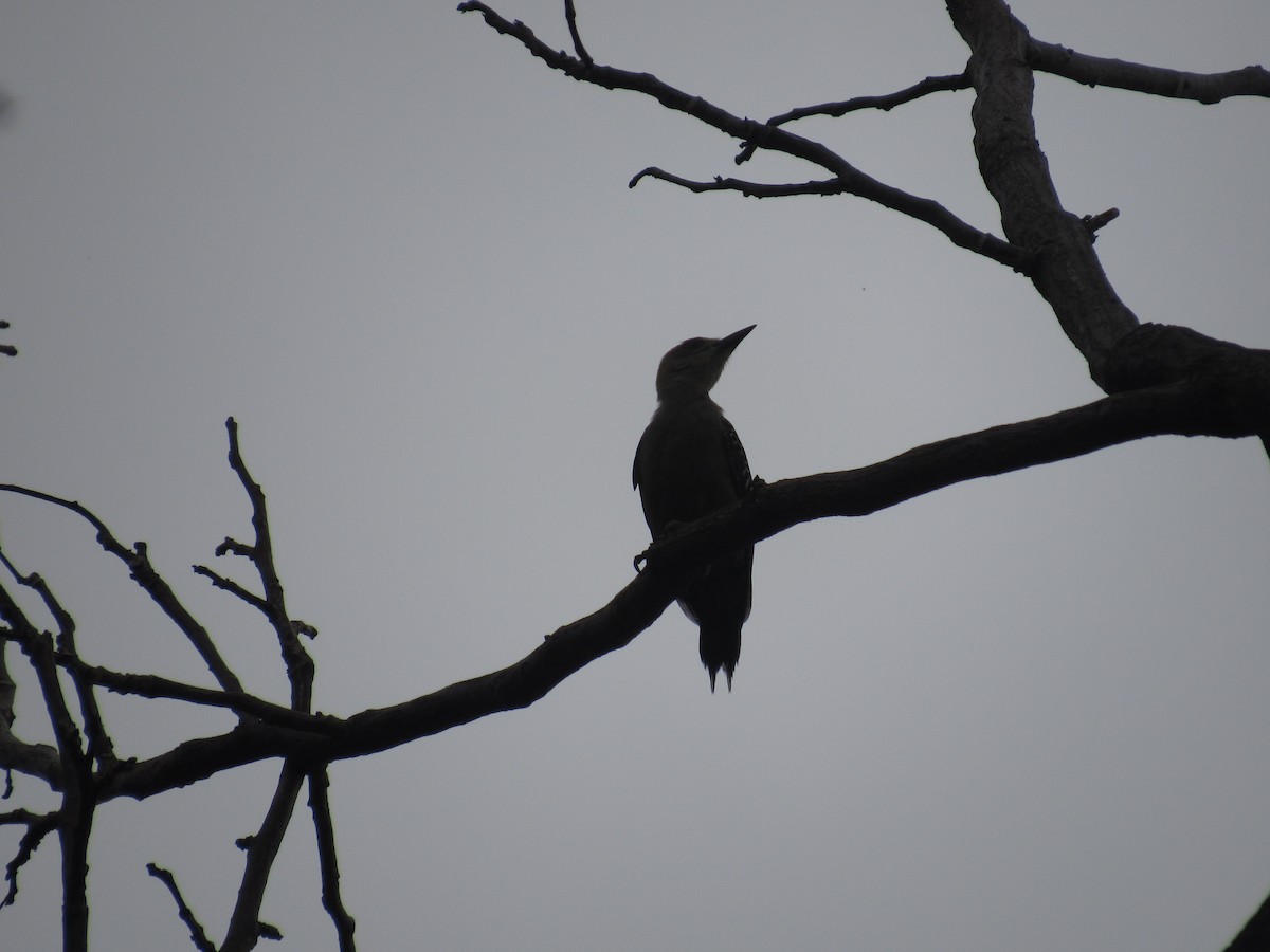 Hoffmann's Woodpecker - Erika Calderón Jiménez