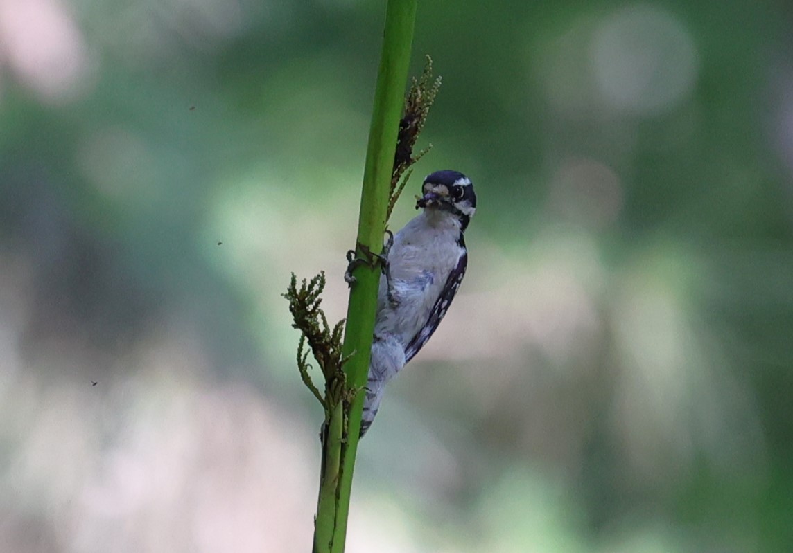 Downy Woodpecker - Margareta Wieser