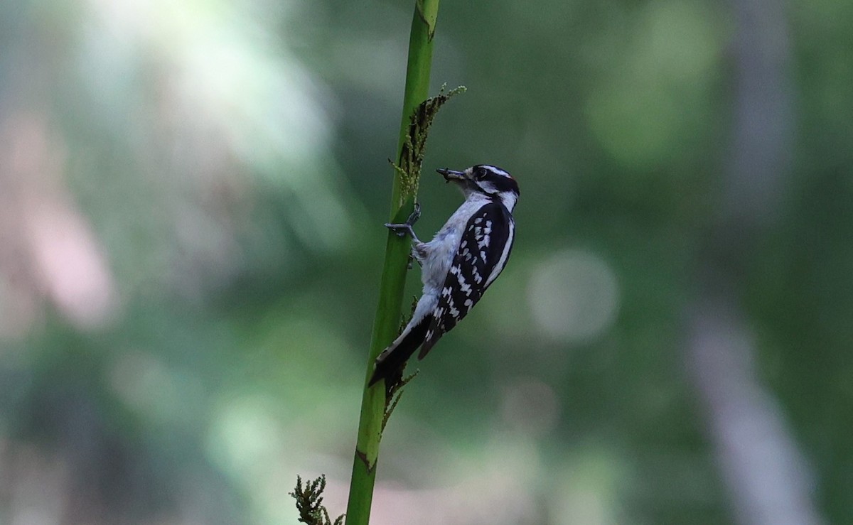 Downy Woodpecker - Margareta Wieser