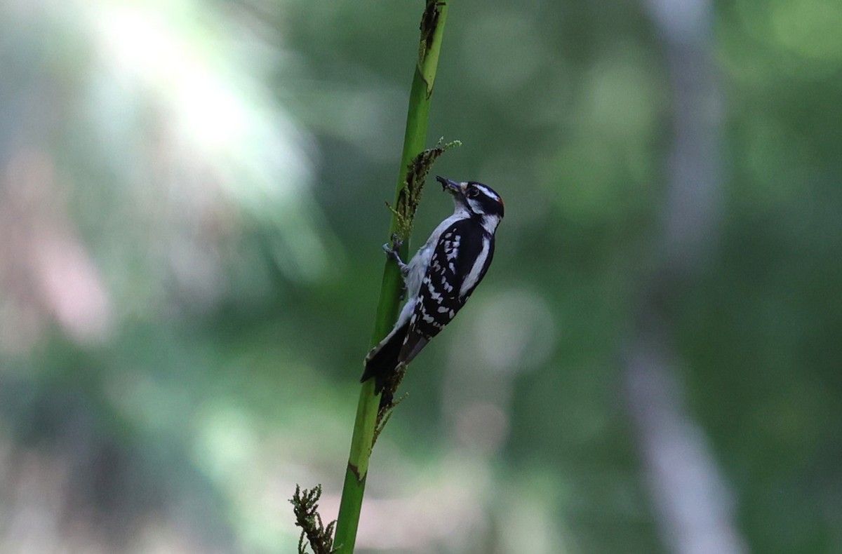 Downy Woodpecker - Margareta Wieser