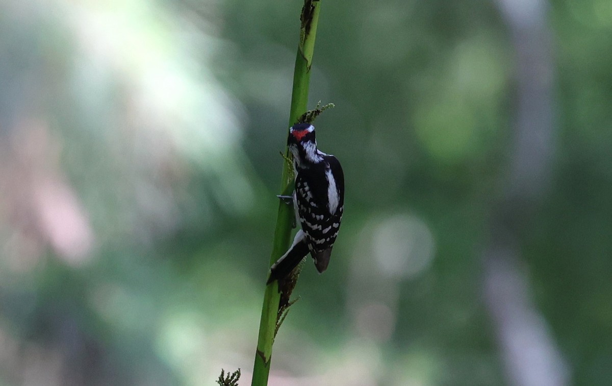 Downy Woodpecker - Margareta Wieser