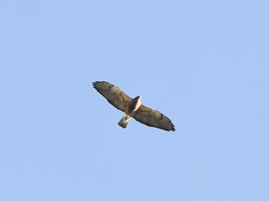 Swainson's Hawk - ML618241838