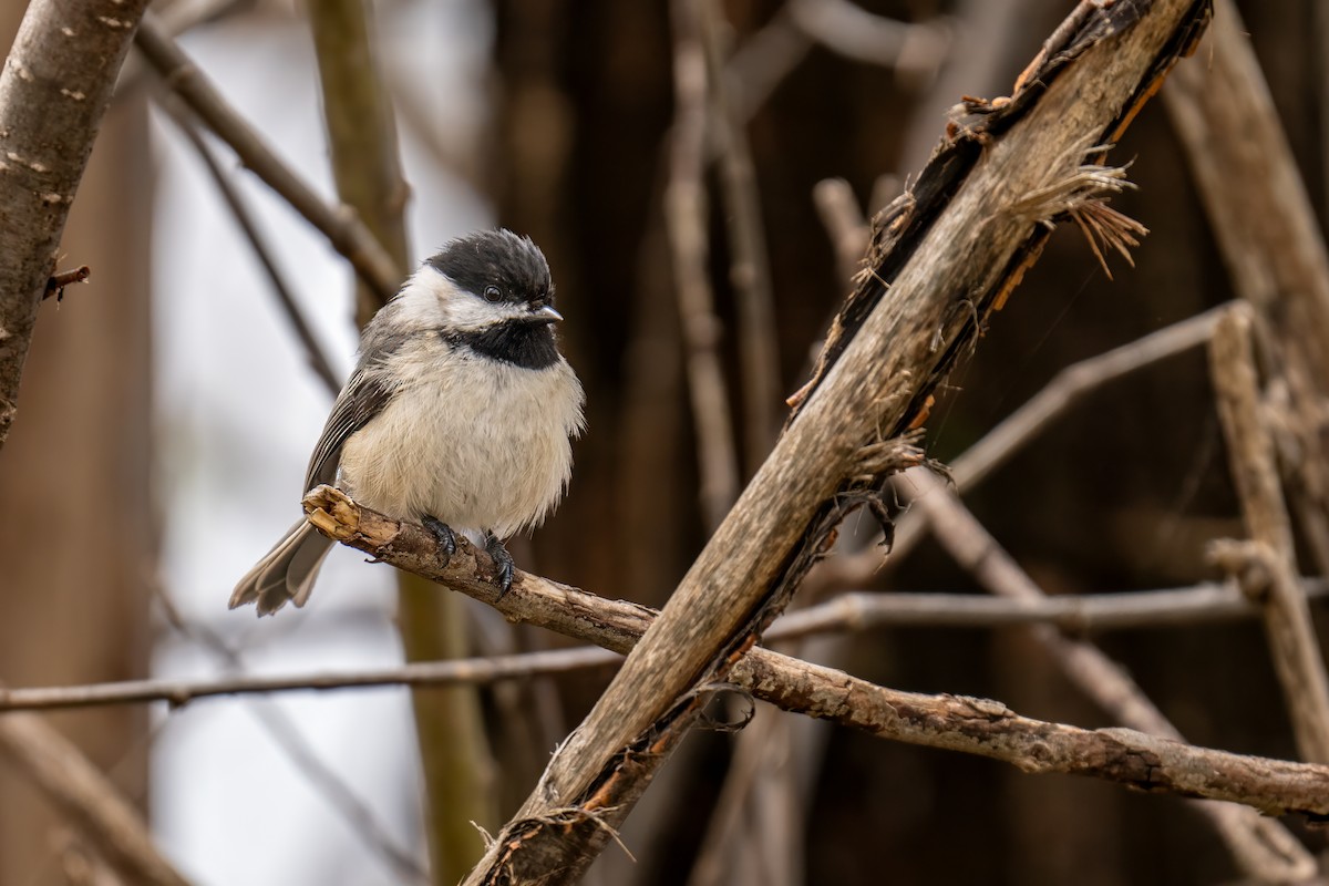 Black-capped Chickadee - Matt Saunders