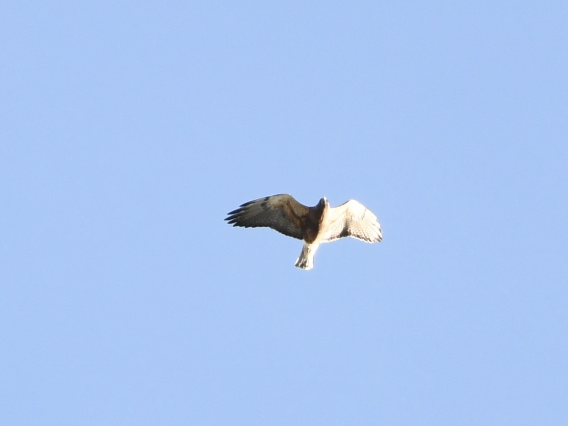 Swainson's Hawk - ML618241866