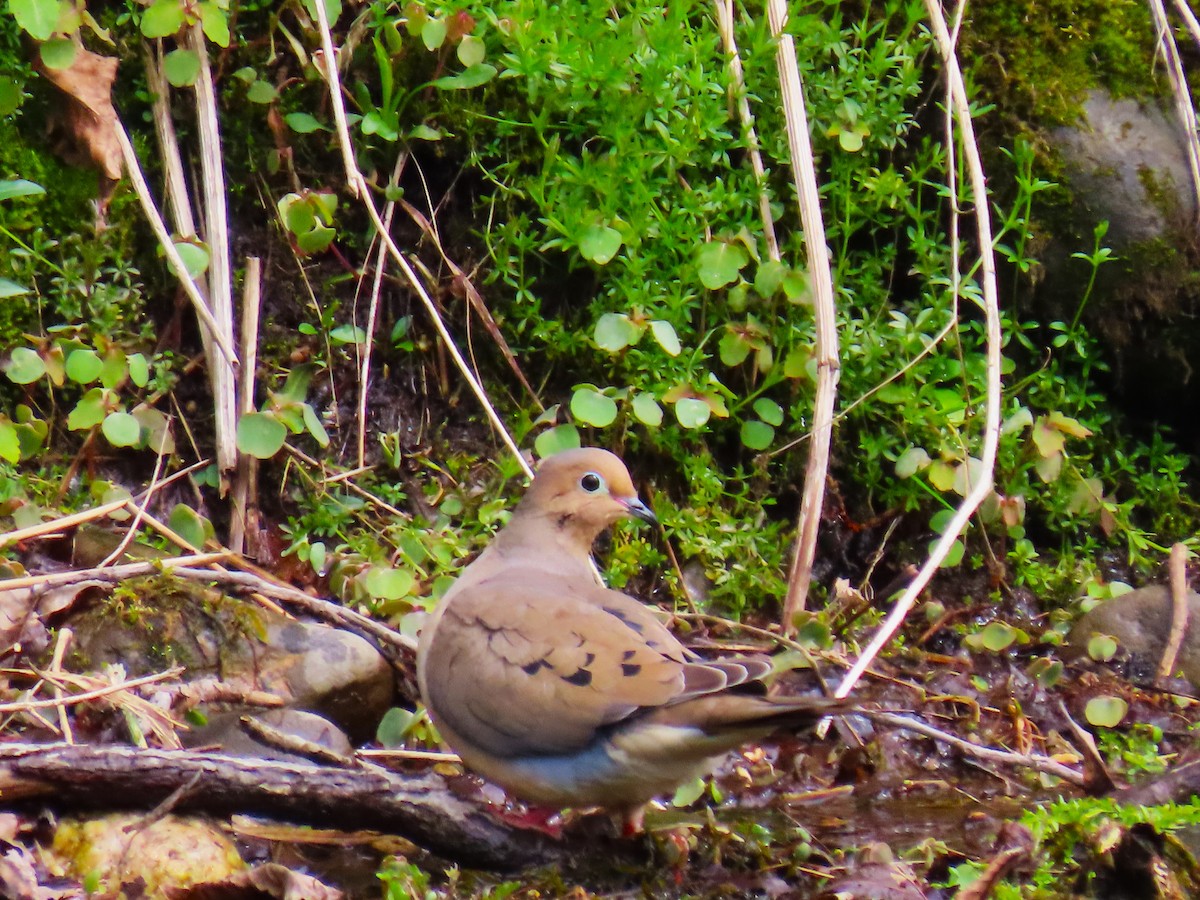 Mourning Dove - JOYCE M DEPEW