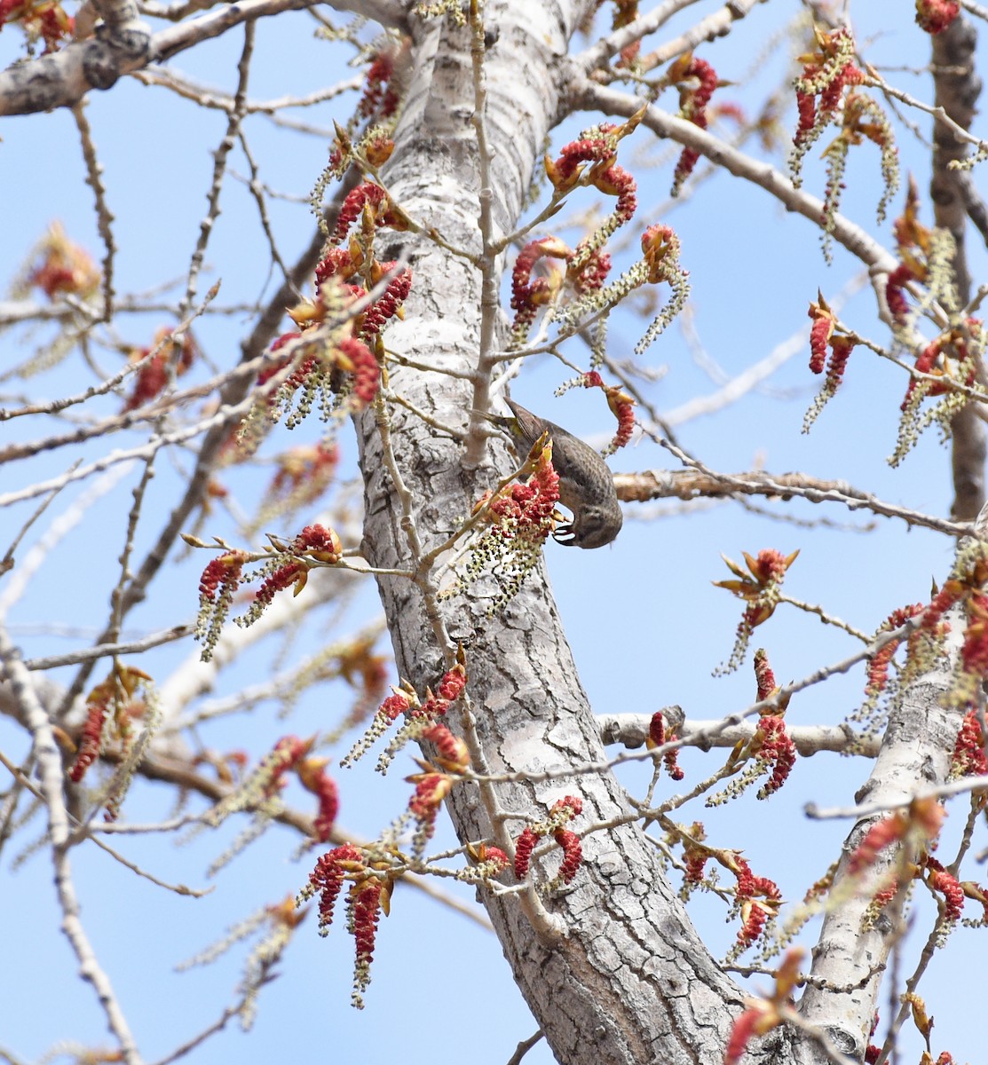 Red Crossbill - ML618241872