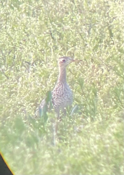 Upland Sandpiper - ML618241875