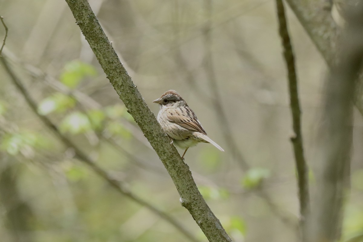 Lincoln's Sparrow - Fred Grenier