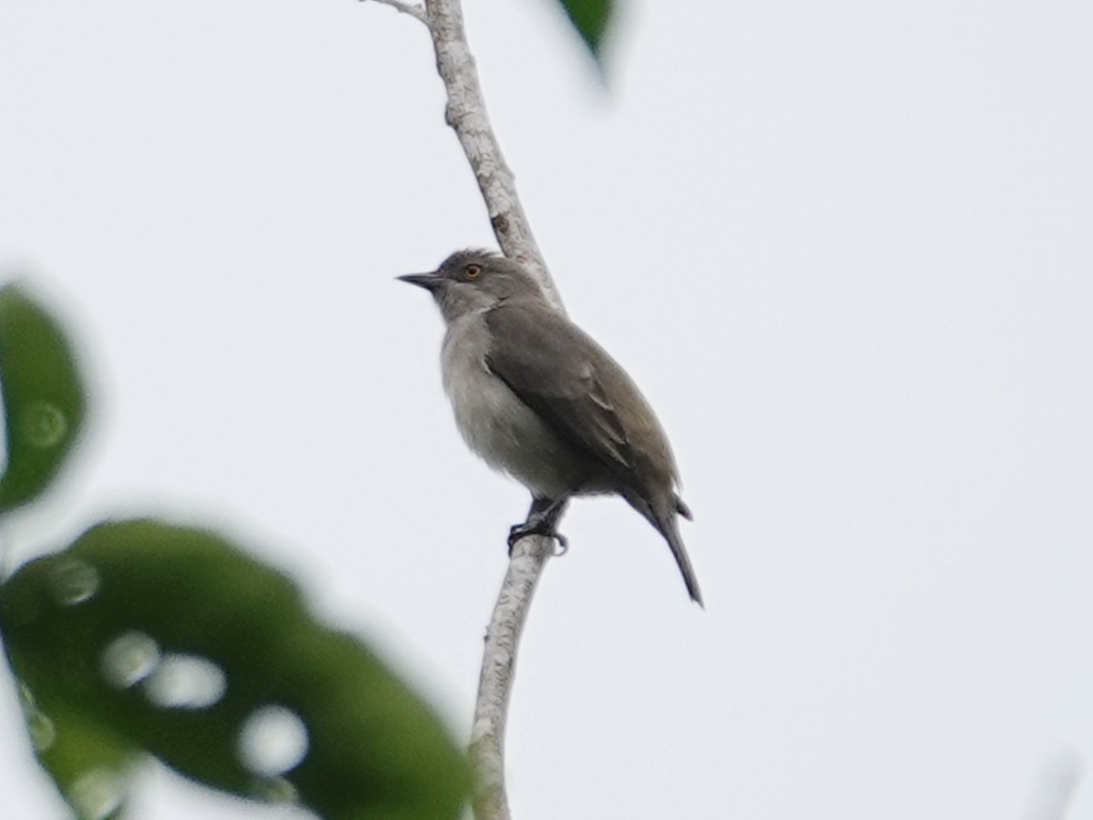 Black-faced Dacnis (Black-faced) - Barry Reed