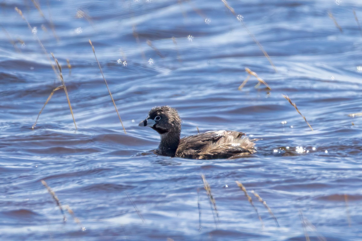 Pied-billed Grebe - Ron Horn