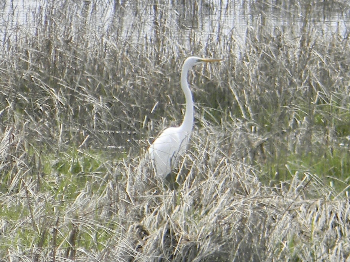 Great Egret - Stephen Tibbets