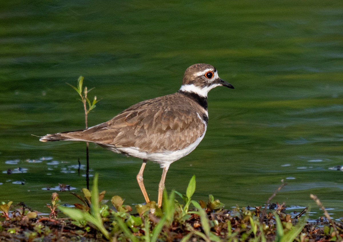 Killdeer - Amy Christianson