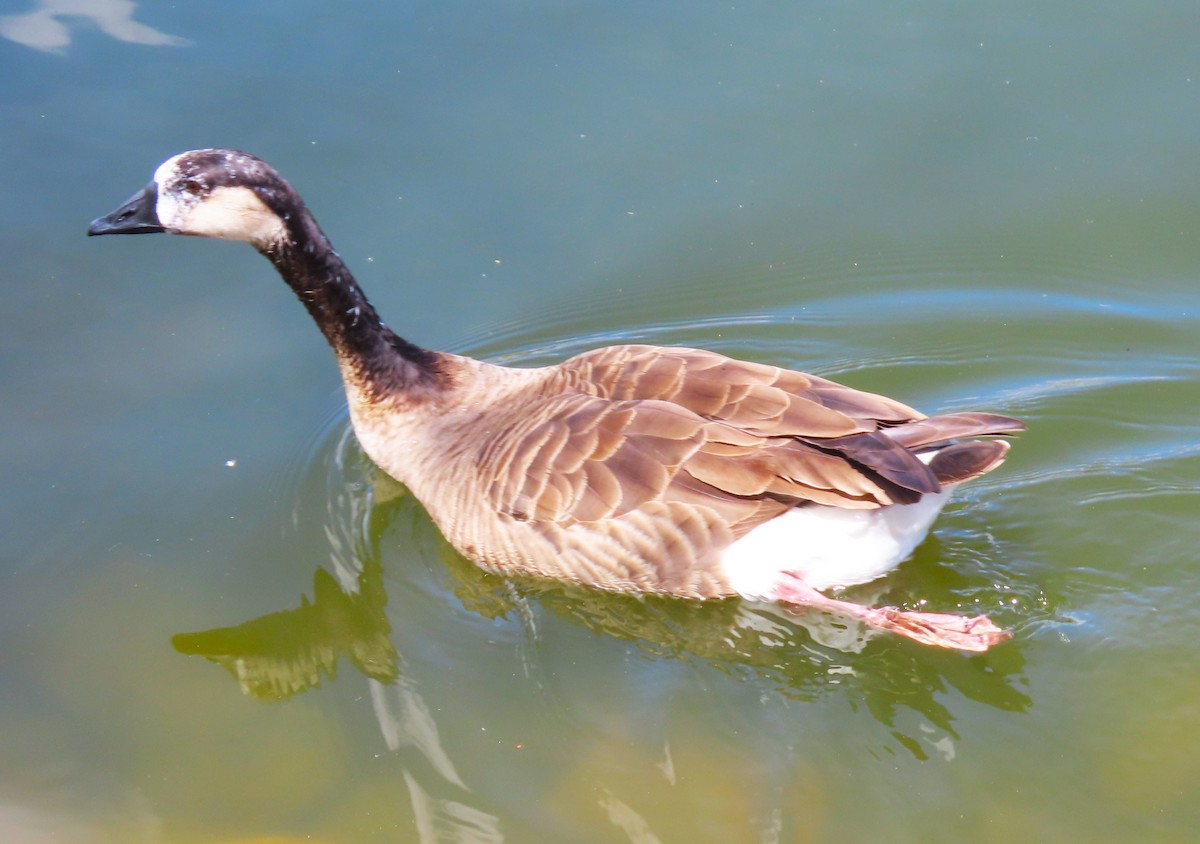 Greater White-fronted x Canada Goose (hybrid) - ML618241921