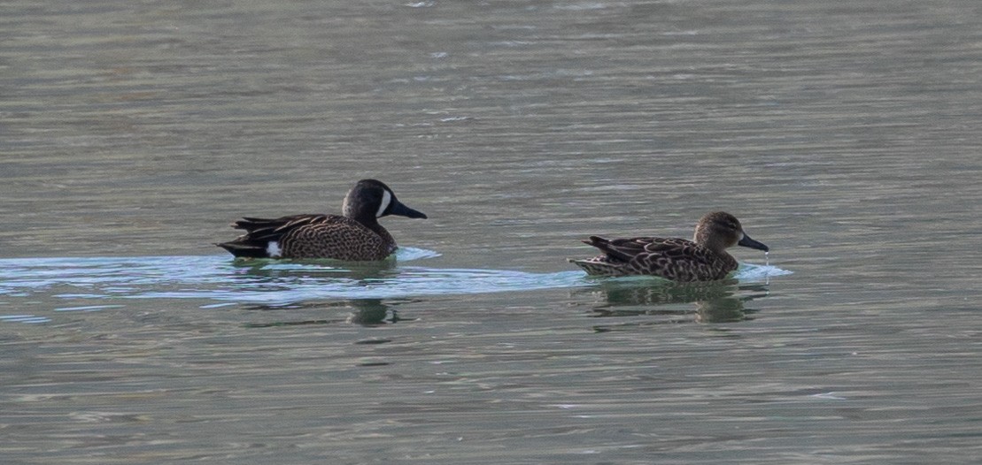 Blue-winged Teal - ML618241923