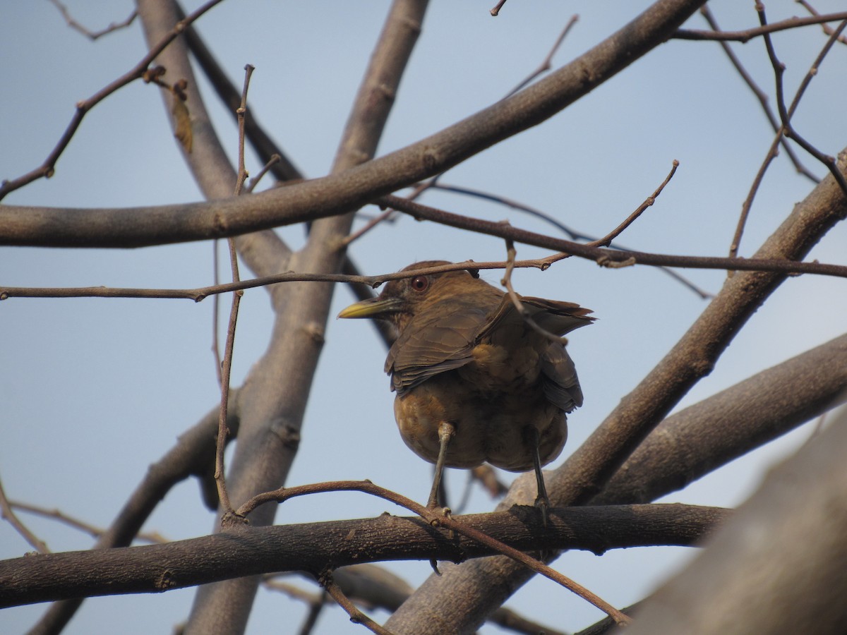 Clay-colored Thrush - Erika Calderón Jiménez