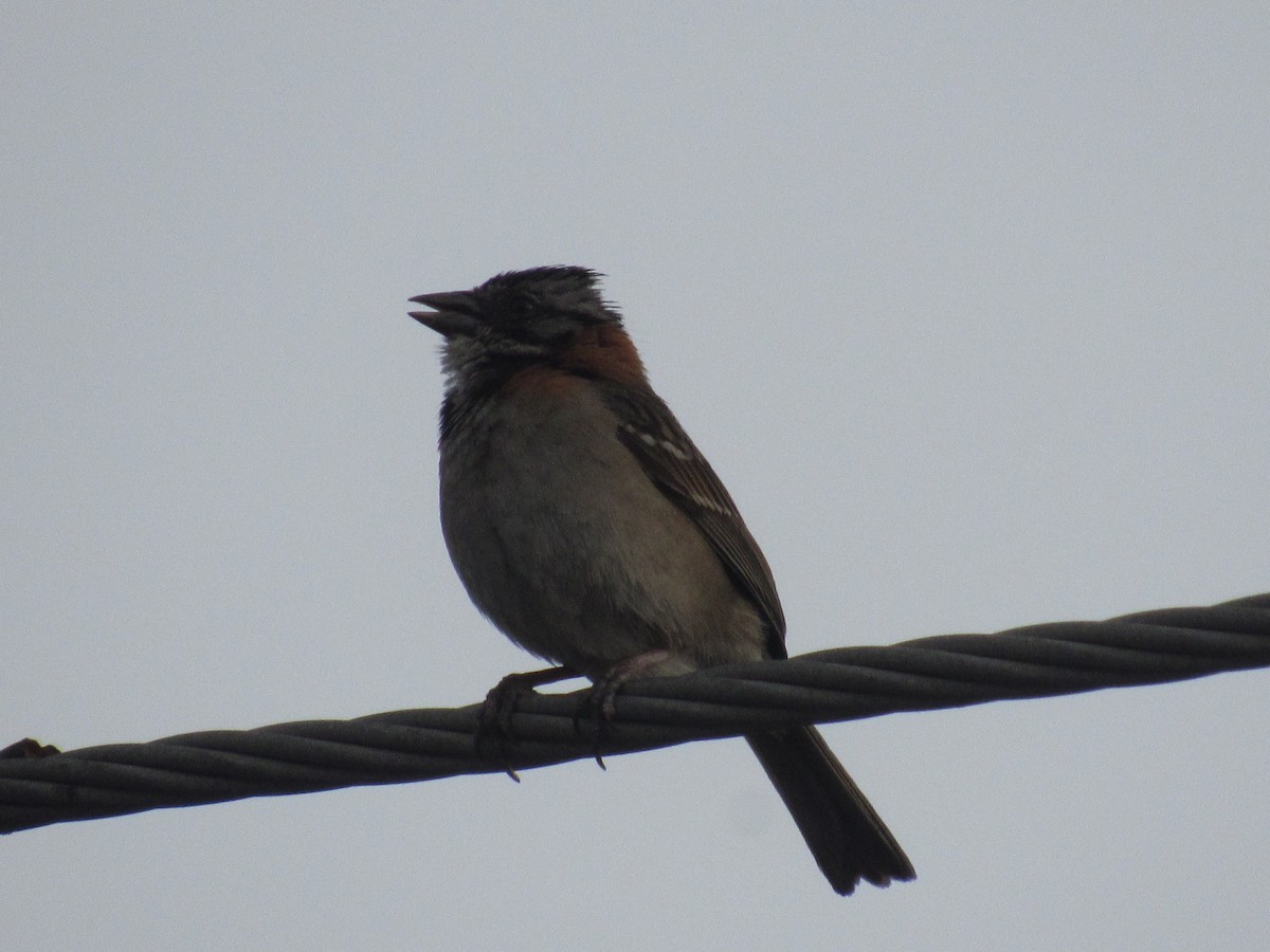 Rufous-collared Sparrow - Erika Calderón Jiménez