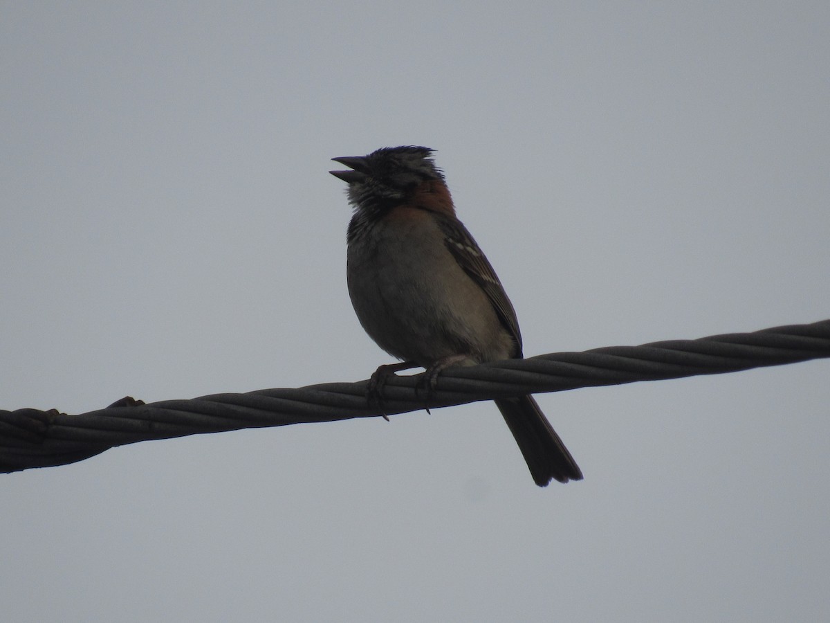 Rufous-collared Sparrow - Erika Calderón Jiménez