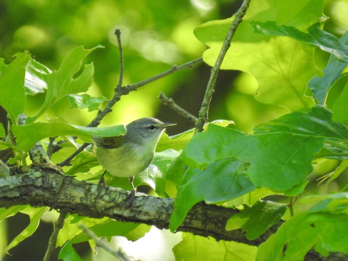 Tennessee Warbler - Roger Massey